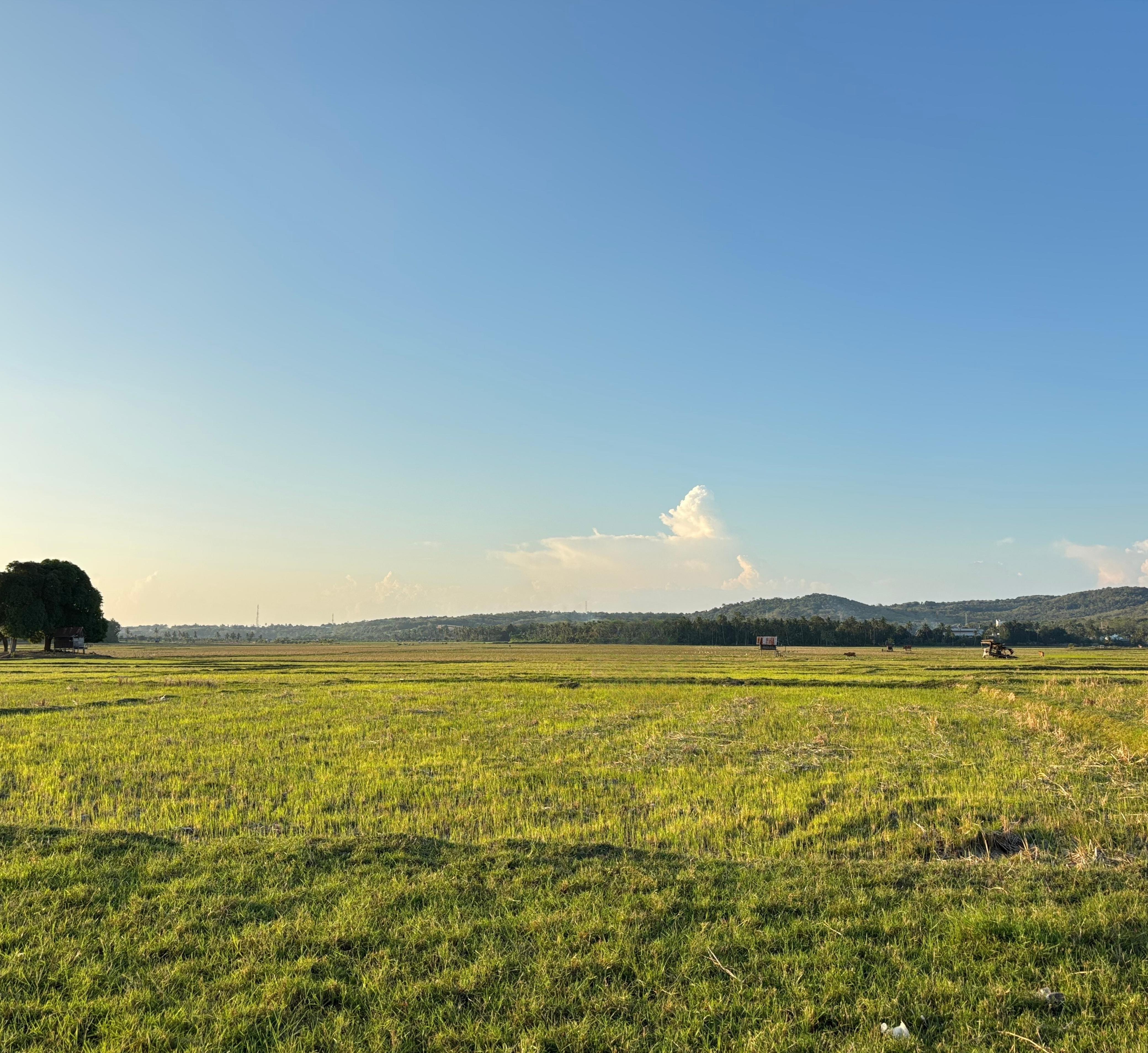 Background image of a park with a clock tower and trees